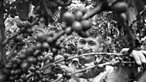 Brazil Medium Roast
