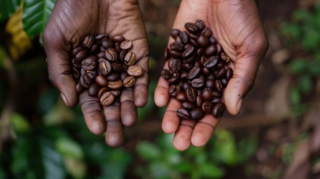 Kahvin kaksi persoonaa: Arabica ja Robusta