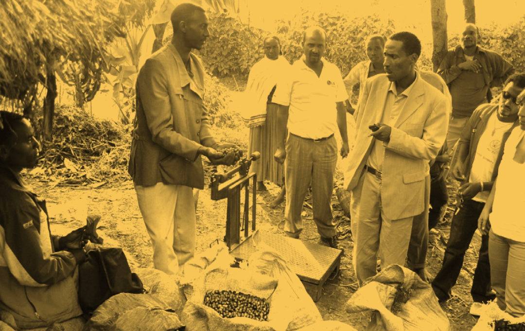 Ethiopian Sidamo Papukahvi 500g